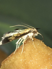 Ategumia