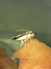 Ategumia