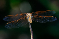 Trithemis annulata