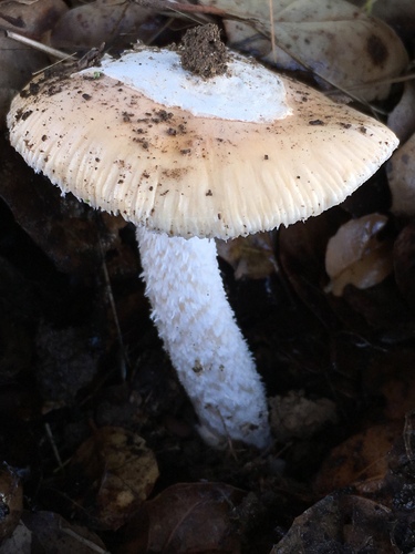 springtime amanita