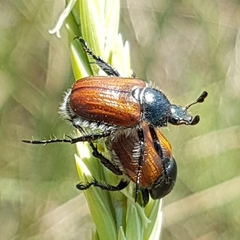 Anisoplia remota