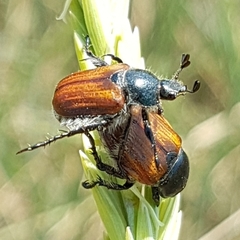 Anisoplia remota