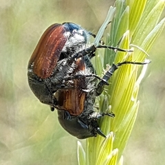 Anisoplia remota