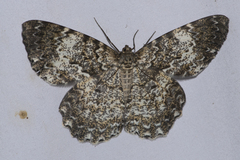 Amblychia hymenaria