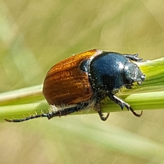 Anisoplia remota