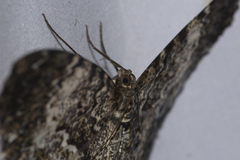 Amblychia hymenaria