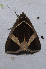 Fodina