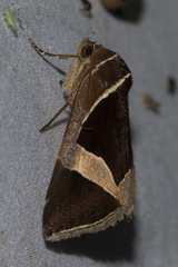 Fodina