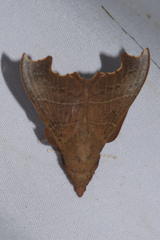 Hallicarnia albipectus