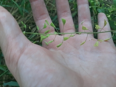 Capsella bursa-pastoris