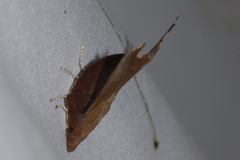 Hallicarnia albipectus