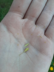 Capsella bursa-pastoris