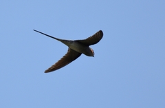 Hemiprocne coronata
