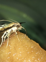 Ategumia