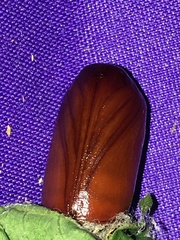 Eudocima phalonia