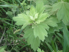 Artemisia argyi
