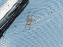 Theridion zonulatum