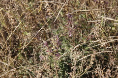 Syncolostemon canescens