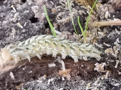 Cucullia chamomillae