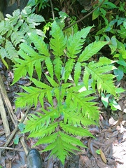 Tectaria melanocaulos