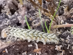 Cucullia chamomillae