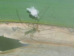 Tetragnatha hasselti