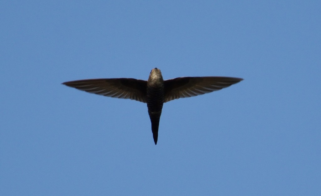 Blyth's Swift photo