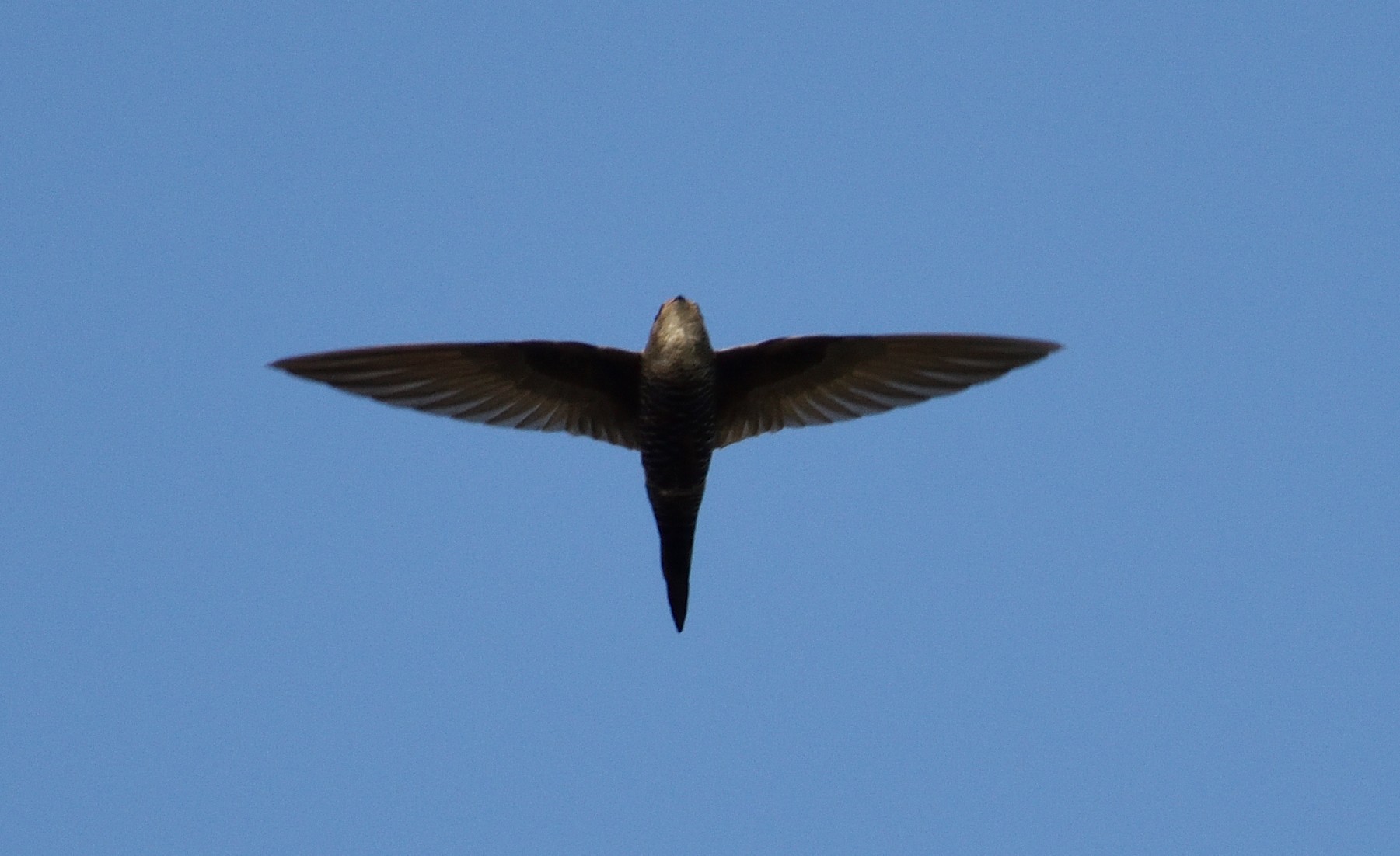 Fork-tailed Swift
