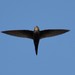 Blyth's Swift - Photo (c) Afsar Nayakkan, some rights reserved (CC BY), uploaded by Afsar Nayakkan