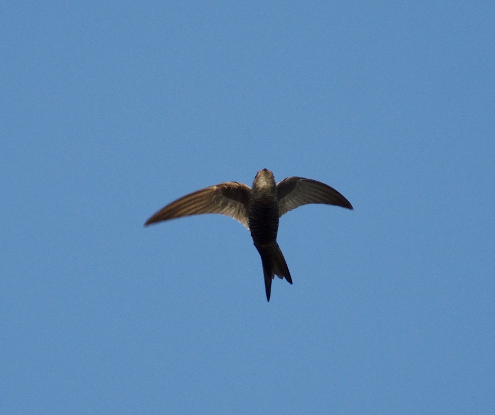 Fork-tailed Swift