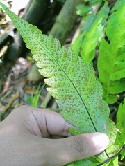 Tectaria melanocaulos