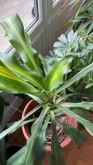 Dracaena fragrans