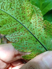 Tectaria melanocaulos