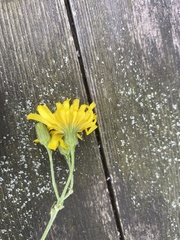 Hieracium laevigatum