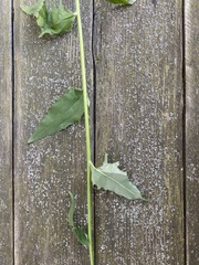 Hieracium laevigatum