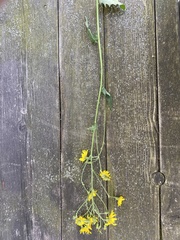 Hieracium laevigatum