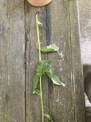 Hieracium laevigatum