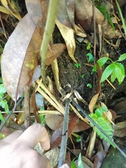 Tectaria melanocaulos