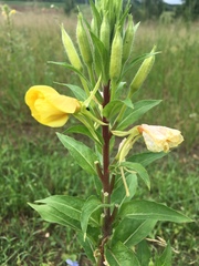 Oenothera rubricaulis