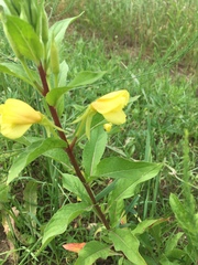 Oenothera rubricaulis