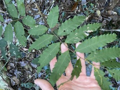 Cupaniopsis newmanii