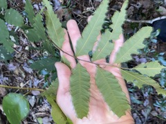 Cupaniopsis newmanii