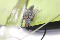 Hydromyza livens