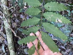 Cupaniopsis newmanii