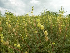 Astragalus ponticus