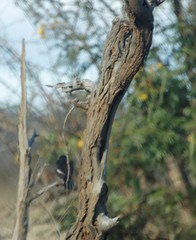 Bubalornis niger niger
