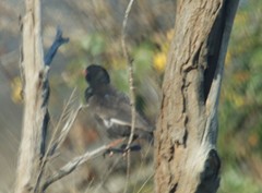 Bubalornis niger niger