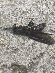 Hermetia illucens