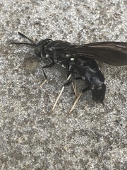 Hermetia illucens