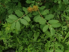 Spiraea media
